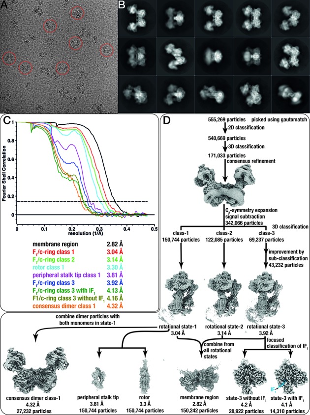 Figure 1—figure supplement 1.