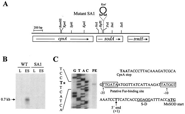 FIG. 2.