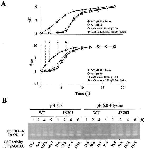 FIG. 6.