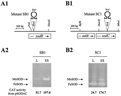 FIG. 10.