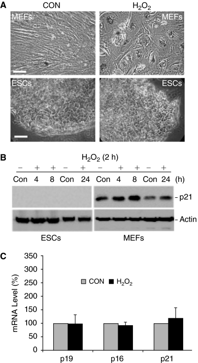 FIG. 8.