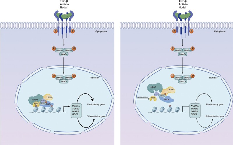 Graphical Abstract