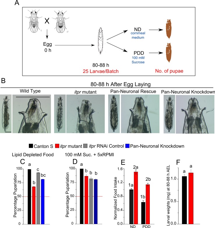 Figure 1—figure supplement 1.