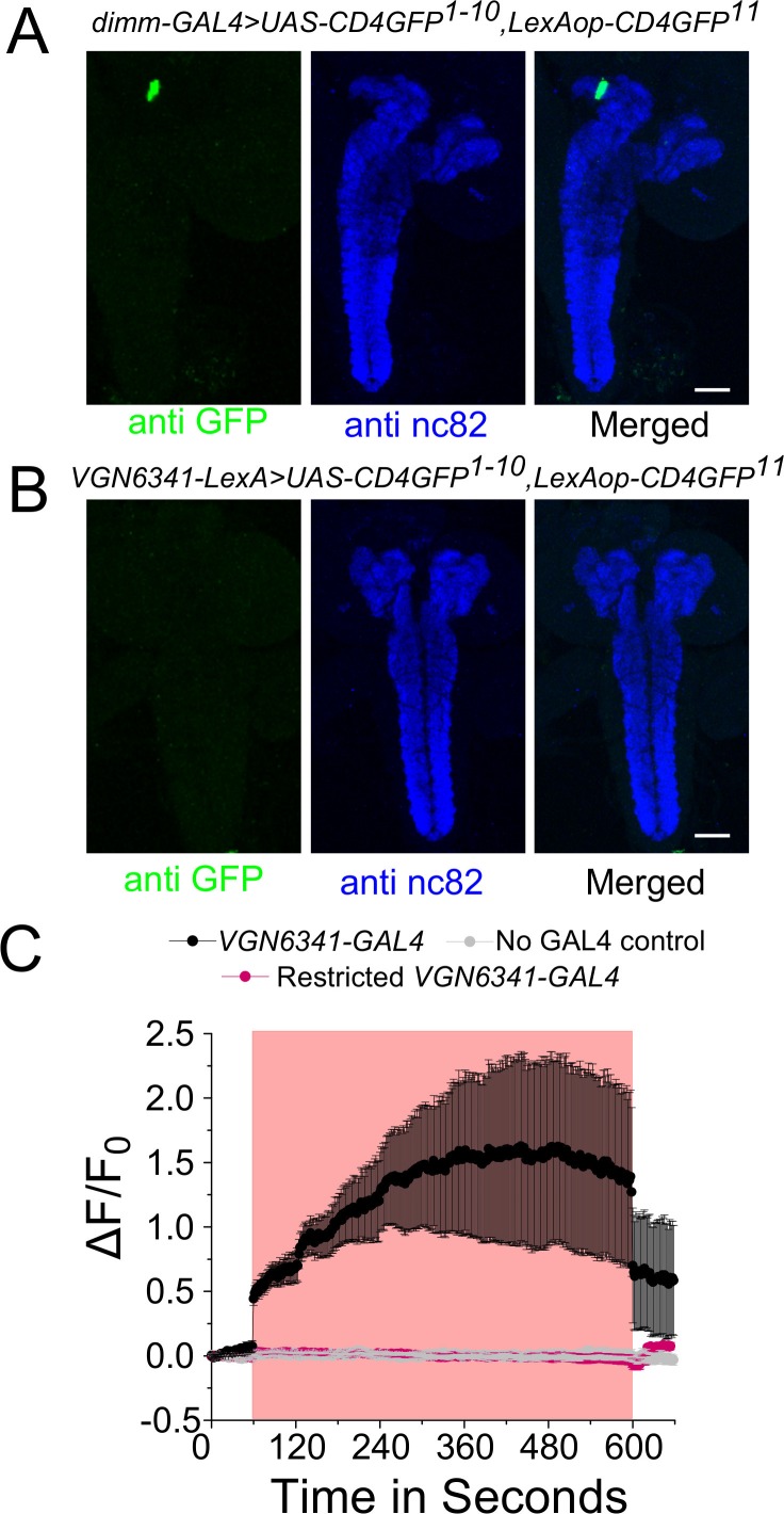 Figure 5—figure supplement 2.