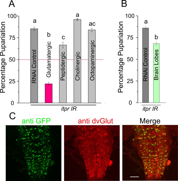 Figure 2—figure supplement 1.