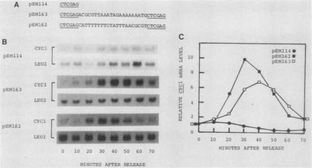 graphic file with name molcellb00136-0346-a.jpg