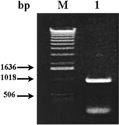 FIG. 1