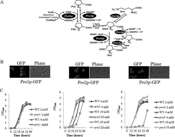 FIGURE 1.