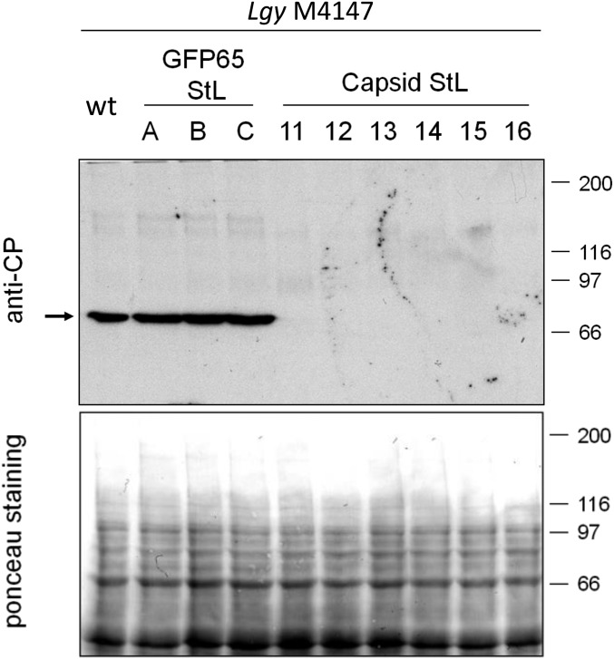 Fig. S3.