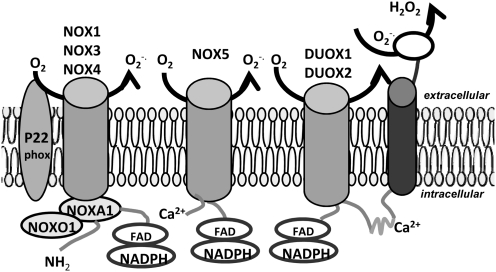 FIG. 4.