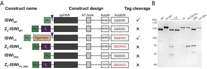 Figure 6—figure supplement 1.