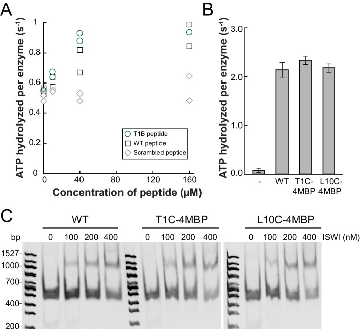 Figure 5—figure supplement 2.