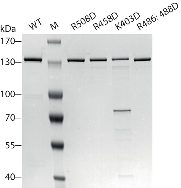 Figure 7—figure supplement 1.