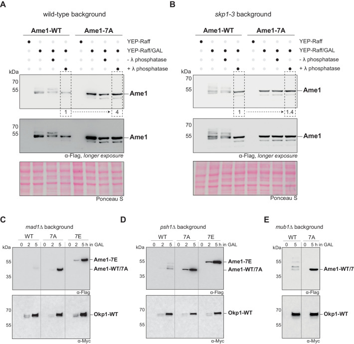 Figure 2—figure supplement 1.