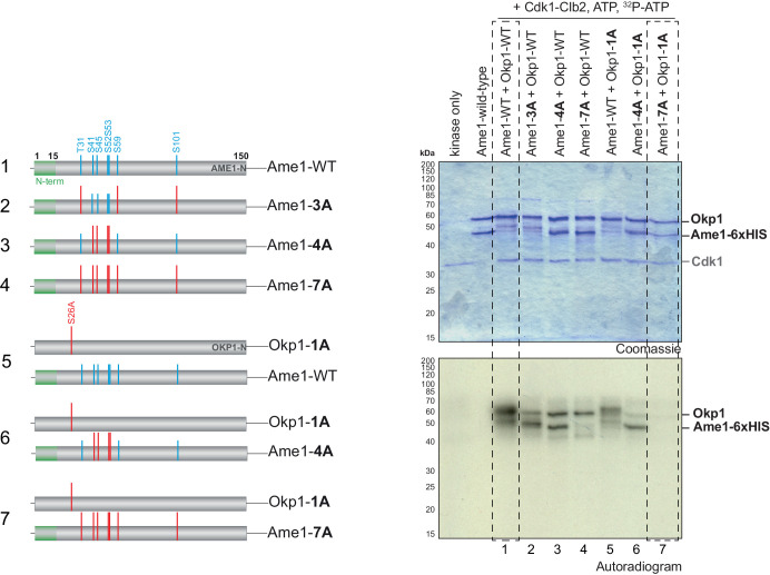 Figure 2—figure supplement 2.