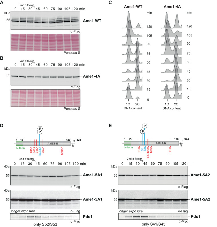 Figure 6—figure supplement 1.