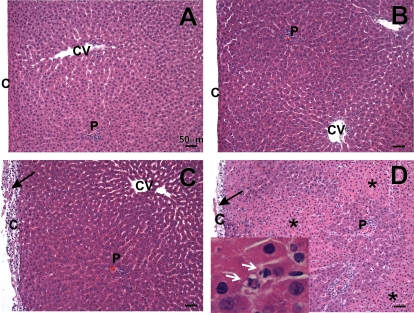 FIG. 5.