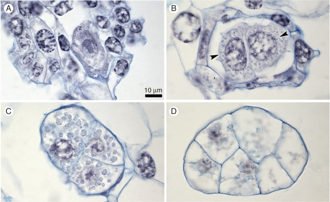 Fig. 8.