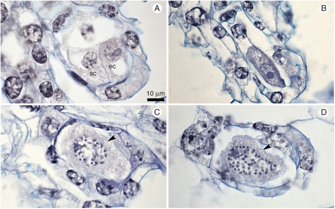 Fig. 5.