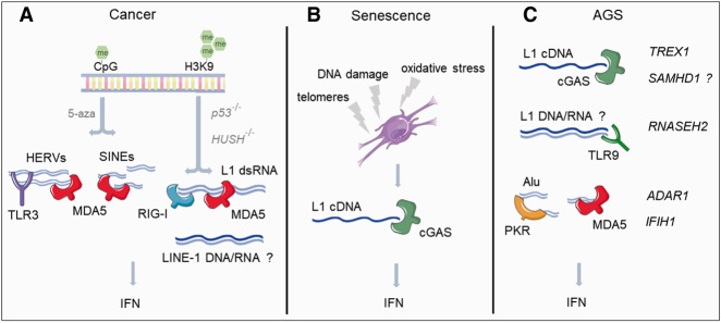 FIGURE 3.