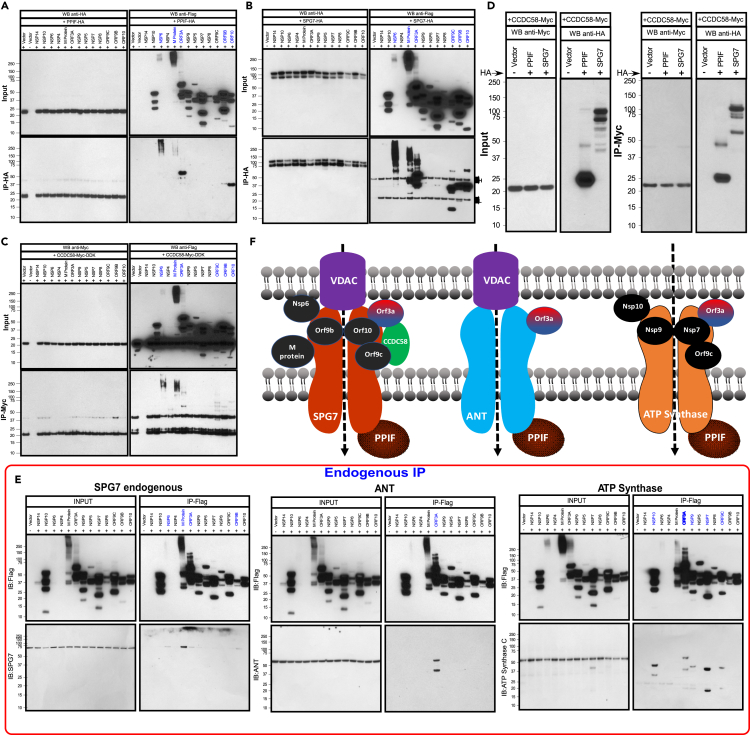 Figure 4