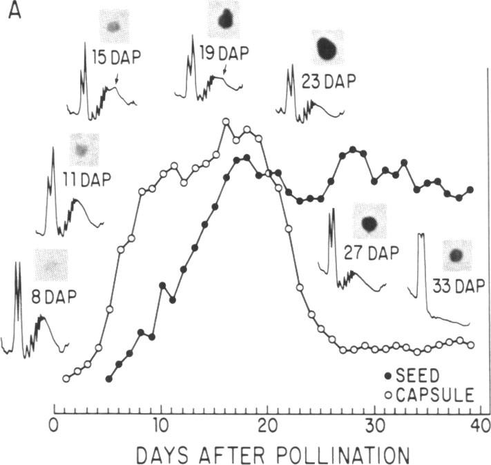 graphic file with name pnas00254-0170-a.jpg