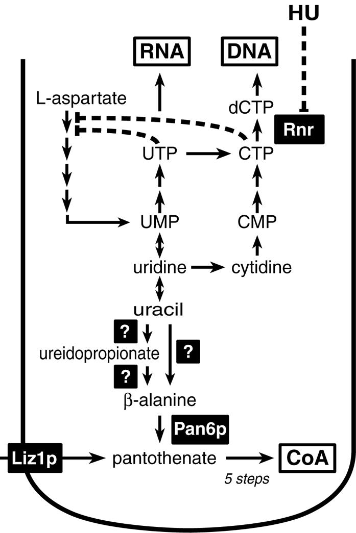 FIG. 5.