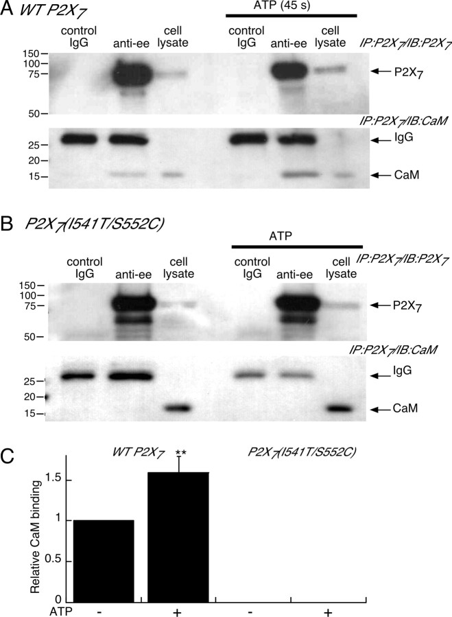 Figure 7.