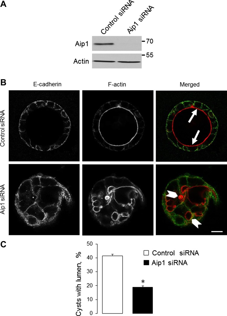 Fig. 9.