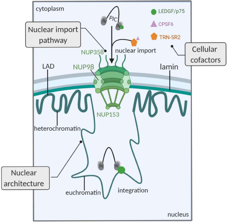 FIGURE 1