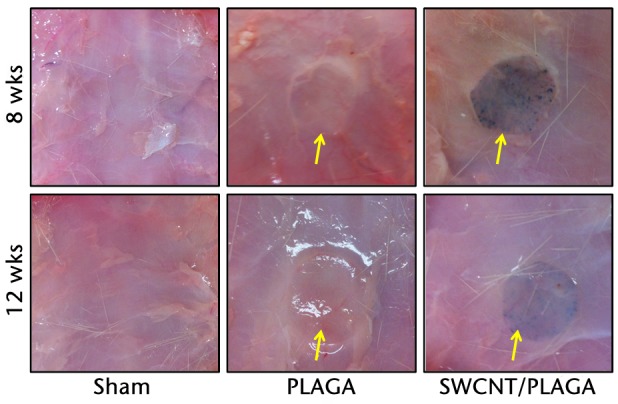 Fig. 5