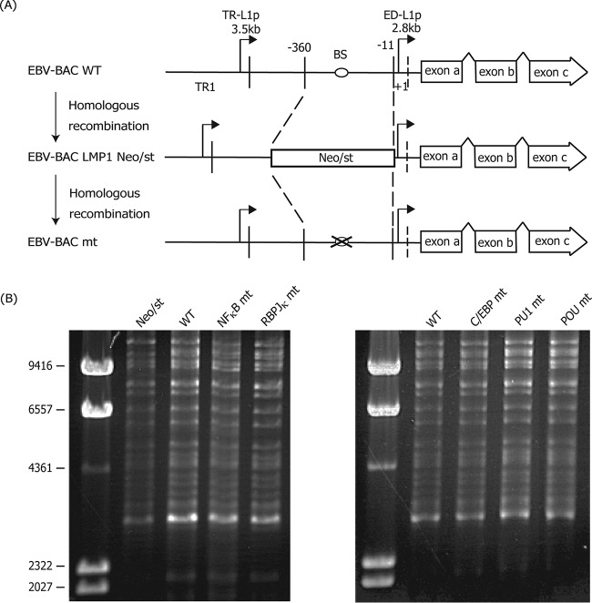 FIG 1