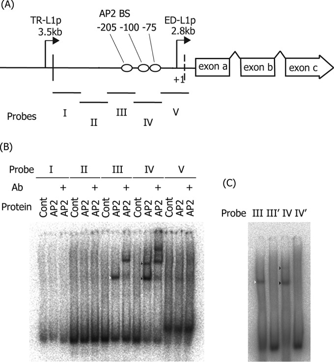 FIG 5