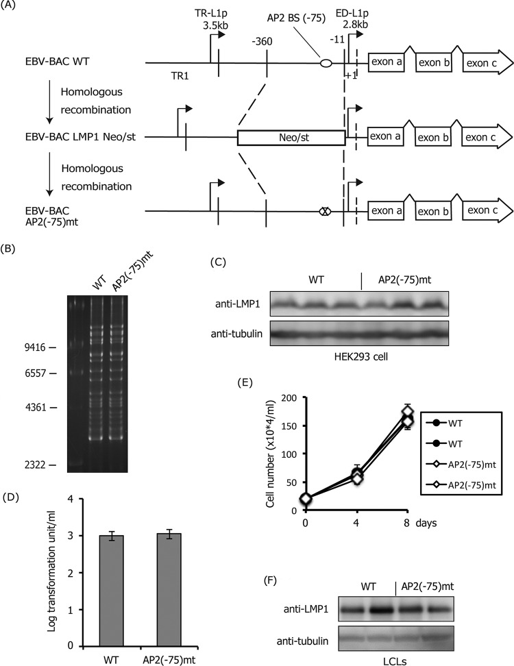 FIG 6