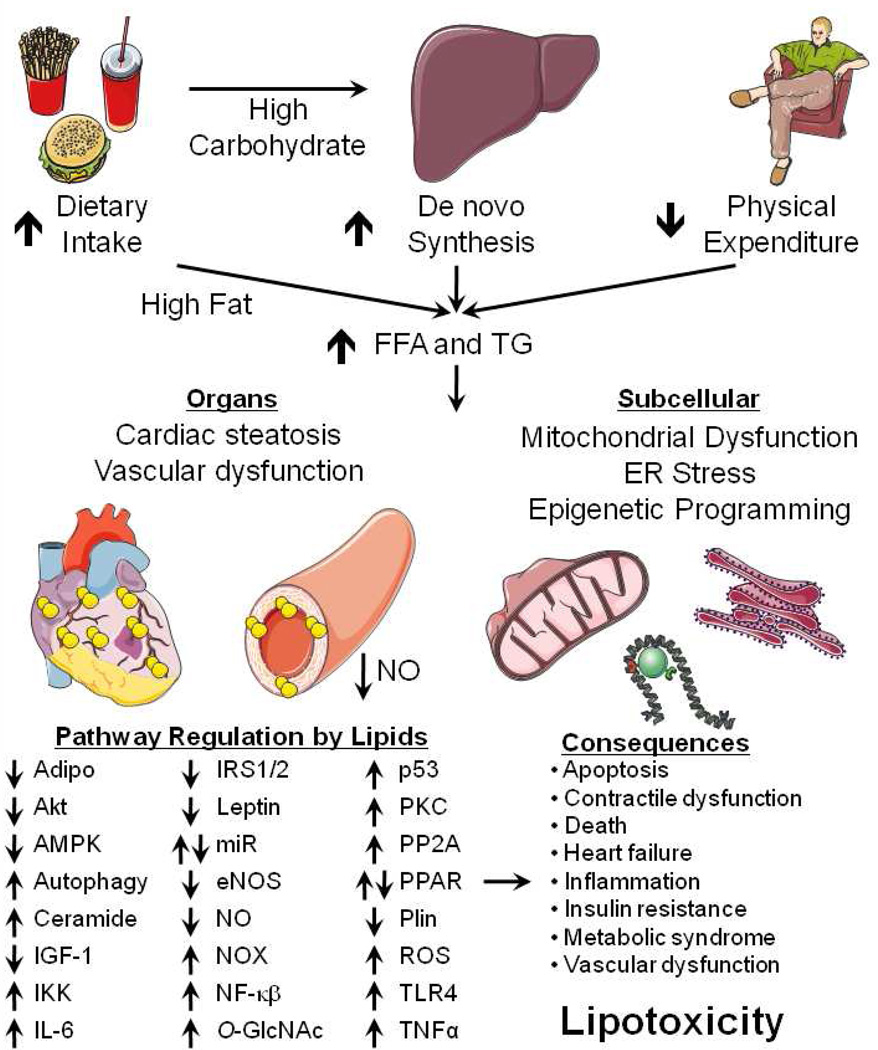 Mechanisms of Lipotoxicity in the Cardiovascular System - PMC