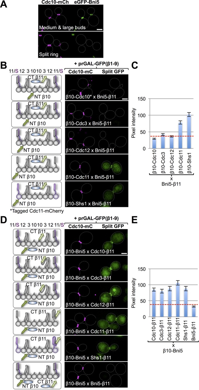 FIGURE 4: