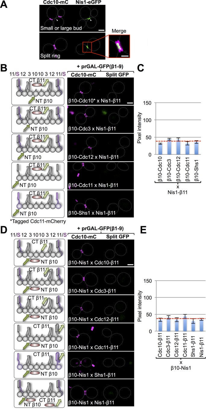 FIGURE 6: