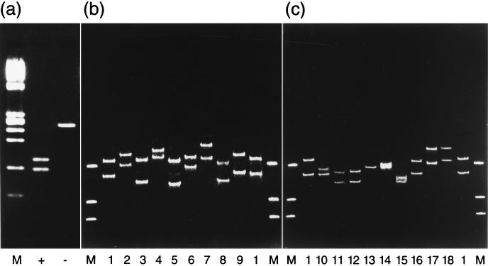 FIG. 1