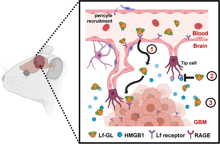 graphic file with name 40824_2023_391_Figa_HTML.jpg