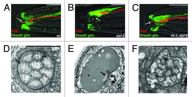 graphic file with name worm-1-51-g2.jpg