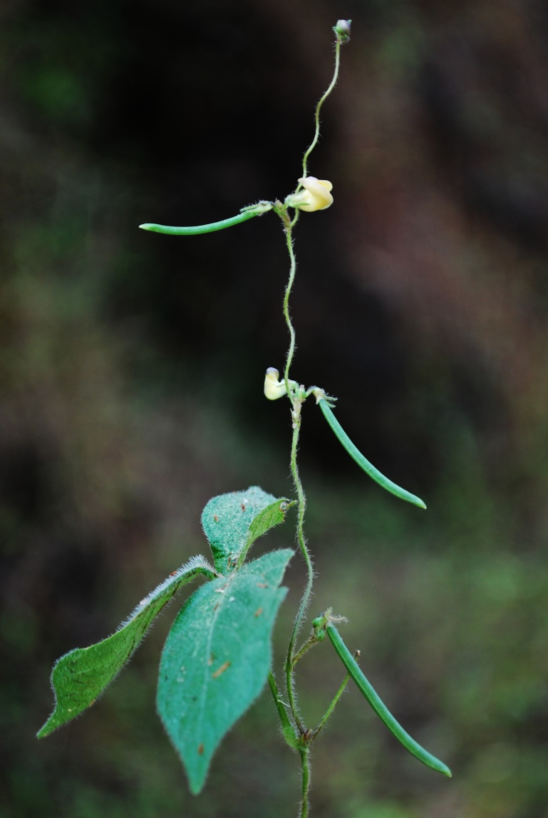 Figure 3a.