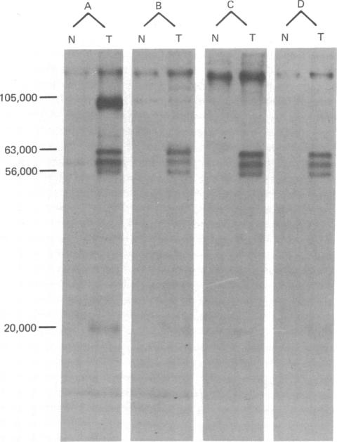 graphic file with name pnas00008-0151-a.jpg