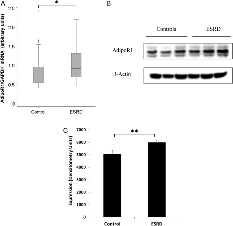 FIGURE 1: