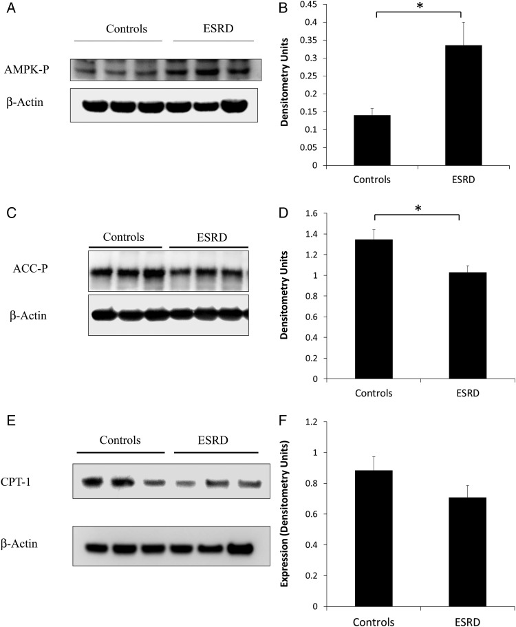 FIGURE 5: