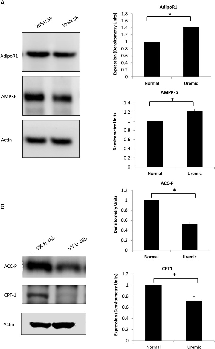 FIGURE 6: