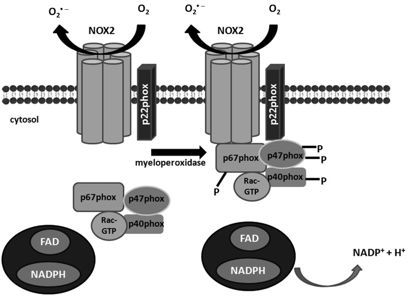 FIG. 2.