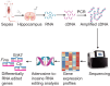 Graphical Abstract
