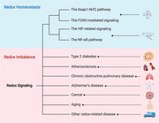 graphic file with name MCO2-3-e127-g006.jpg