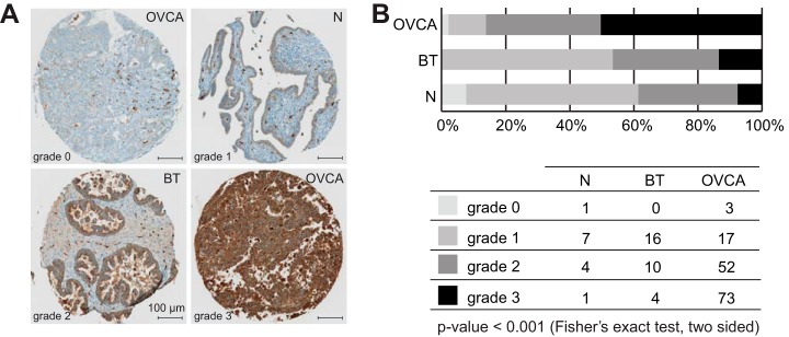 Fig. 5.