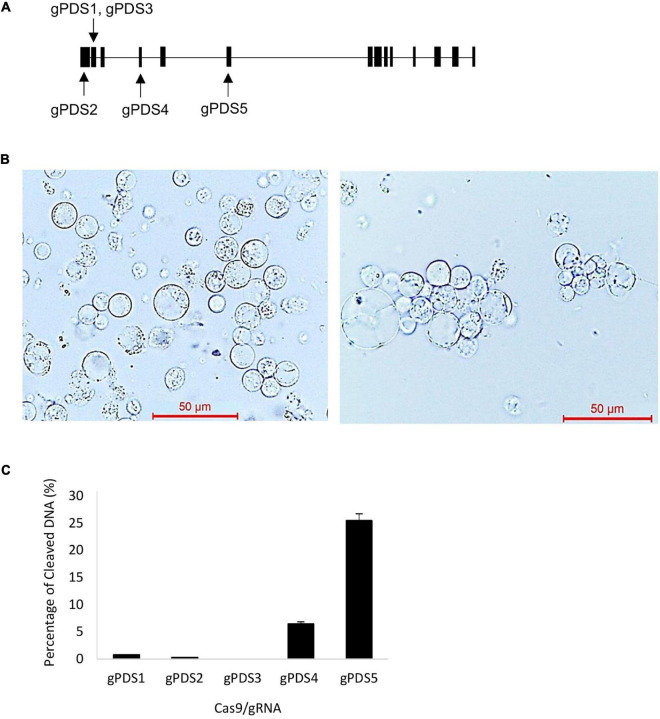 FIGURE 1